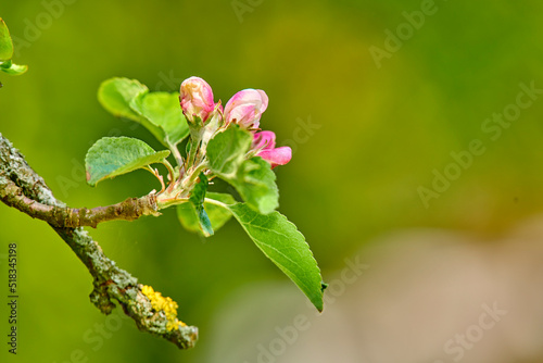Malus pumila flower in a garden in summer. Beautiful and flourishing flowering plants open up and blossom on a flowerbed on a lawn in spring. Plants and flowers blooming in a botanical backyard