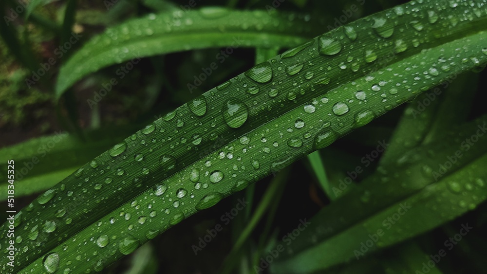 Raindrops on a flower leaf Raindrops on a flower leaf
