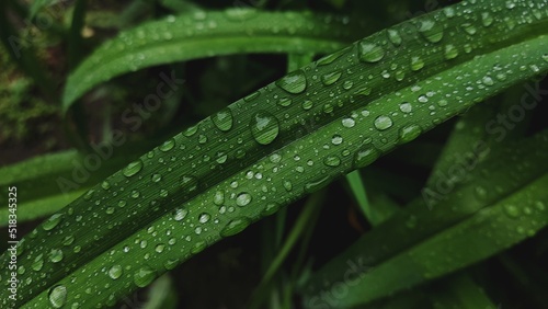 Raindrops on a flower leaf