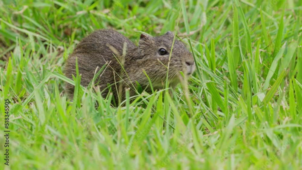 Wild Brazilian Guinea pig, Cavia aperea, eating grass on the ground. Ground level close up view Wild Brazilian Guinea pig, Cavia aperea, eating grass on the ground. Ground level close up view