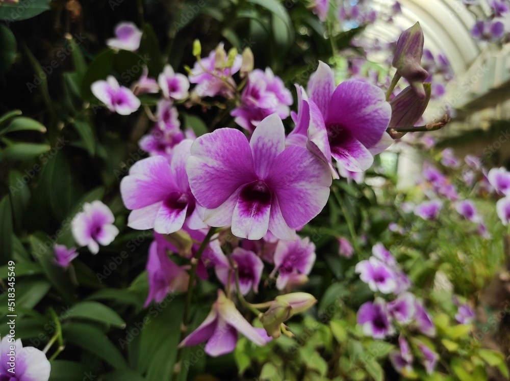 Dendrobium phalaenopsis or Dendrobium bigibbum belonging to the family Orchidaceae Dendrobium phalaenopsis or Dendrobium bigibbum belonging to the family Orchidaceae