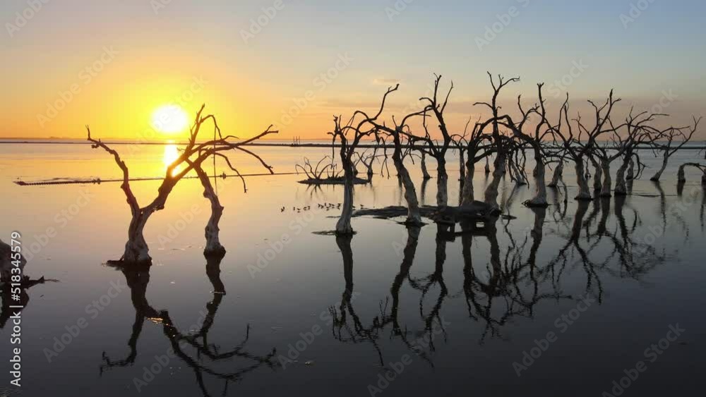 Perfect water surface reflection of dead twisty trees in flooded town, sunset Perfect water surface reflection of dead twisty trees in flooded town, sunset
