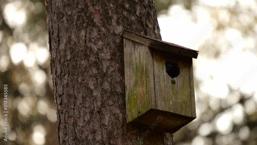 Eurasian Blue Tit Bird Peeked And Then Flew Away Fom Its Wooden House On Tree Trunk. - close up Eurasian Blue Tit Bird Peeked And Then Flew Away Fom Its Wooden House On Tree Trunk. - close up