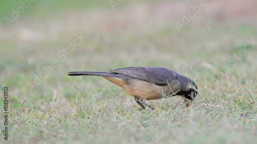 Cute golden-billed saltator bird, Saltator aurantiirostris, feeding on insect in the grass. close up view photo