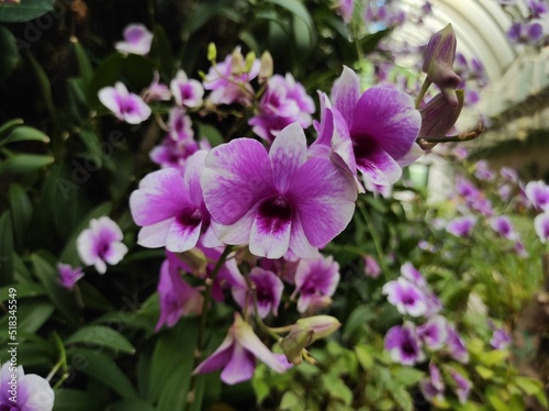 Dendrobium phalaenopsis or Dendrobium bigibbum belonging to the family Orchidaceae