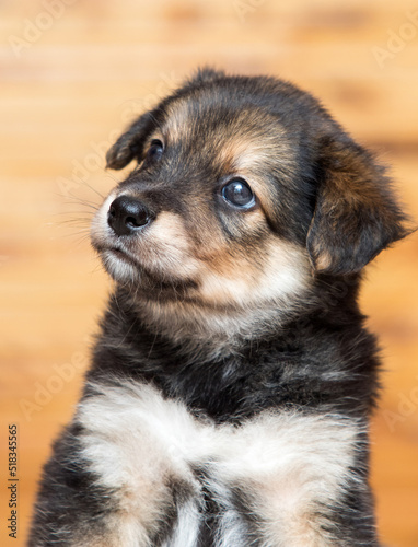 close-up of cute puppy muzzle