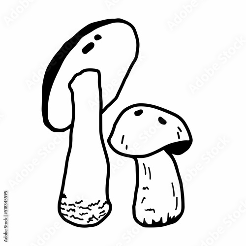 Illustration of mushrooms growing in the forest. Hand drown mushroom. Doodle illustration mushroom. Forest poisonous mushroom, Medicinal plant.