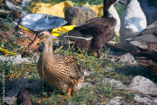 Group of Indian Runner ducks (Anas platyrhynchos domesticus) drying themselves near edge of a pond, littered with plastic garbages At a suburban area of West Bengal, India.