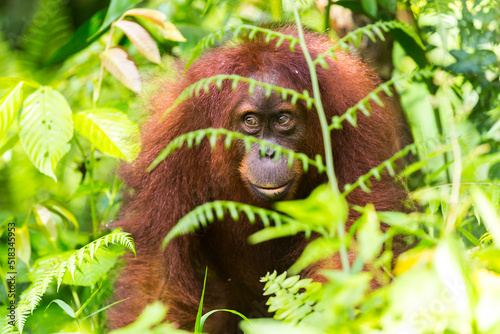 Orang Utan in the rainforest of Gunung Leuser Nationalpark in Sumatra Indonesia photo