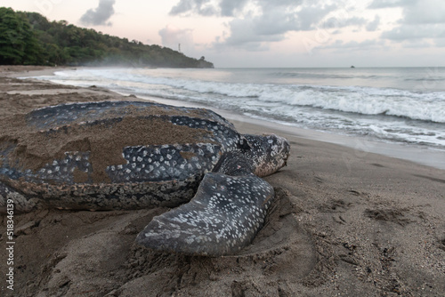 Close-up of a leatherback turtle laying her eggs during Trinidad and Tobago's nesting season. Shot in Grande Riviere at dawn. Sea turtle crawls back to the sea during a gorgeous sunrise.