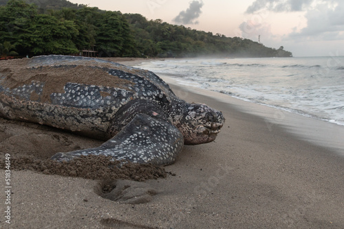 Close-up of a leatherback turtle laying her eggs during Trinidad and Tobago's nesting season. Shot in Grande Riviere at dawn. Sea turtle crawls back to the sea during a gorgeous sunrise. photo