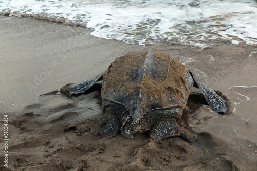 Close-up of a leatherback turtle returning to the sea after laying her eggs during Trinidad and Tobago's nesting season at sunrise. Shot in Grande Riviere at dawn. photo
