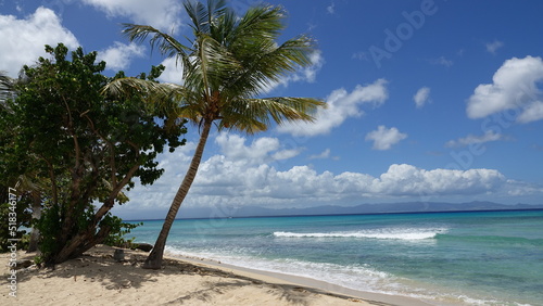 Fototapeta Naklejka Na Ścianę i Meble -  palm tree on a Caribbean beach