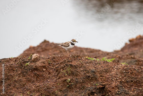 Little ringed plover on a lakeside standing photo