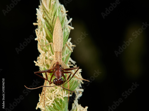 Tailed grass crab spiders. Monaeses paradoxus. photo