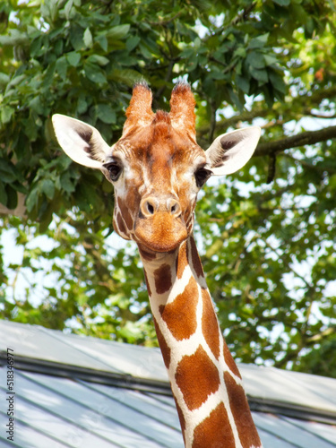 Photography Giraffe close up photo in a zoo with green leaves background, cute giraffe face