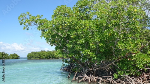 turquoise lagoon of the Caribbean and its mangrove