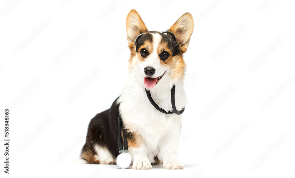 dog veterinarian and stethoscope on white background welsh corgi breed dog veterinarian and stethoscope on white background welsh corgi breed