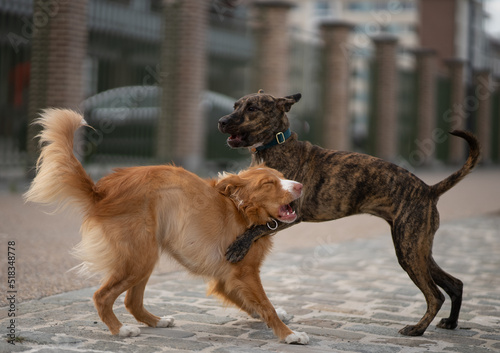 Young dogs playing