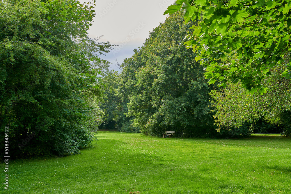 Naklejka premium A serene, cultivated forest garden with seating for rest and relaxation. Beautiful green lawn of grass covered in scattered, white budding flowers on Spring day. A place to relax after a walk