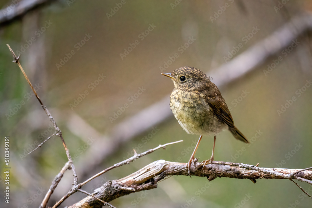 a eurasian wren, troglodytes troglodytes, is perching on a twig in the forest a eurasian wren, troglodytes troglodytes, is perching on a twig in the forest