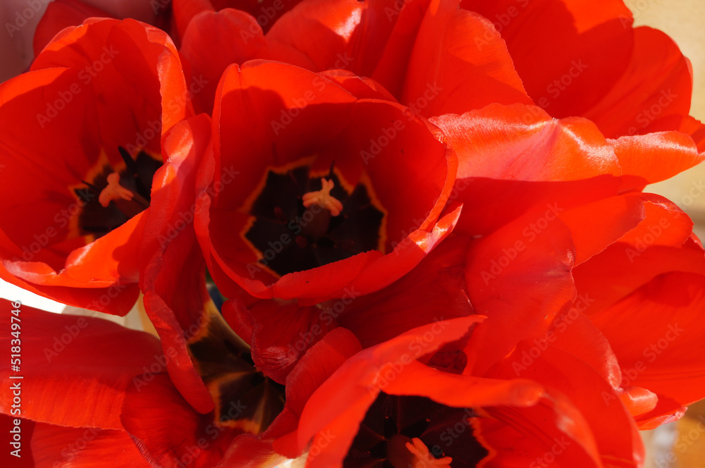 red tulip macro red tulip macro