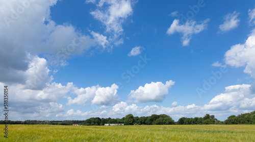 Beautiful blue sky with cloudy on green and yellow wheat or barley farm in summer season in a good weather day with sunny