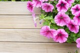 Blooming pink-purple morning glory on wood background.