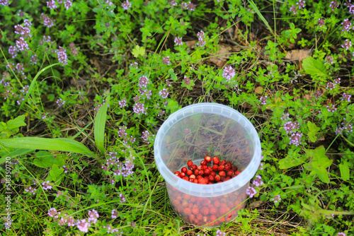 Bright red wild strawberries in plastic bowl photo