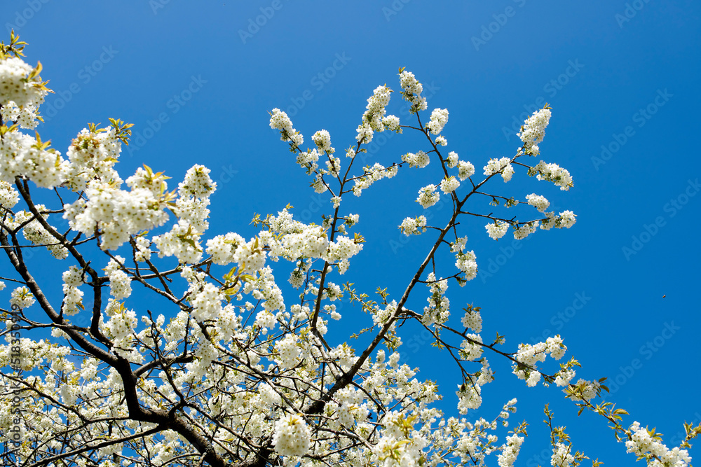 White cherry blossom flowers growing on a green branch in a home garden and isolated against blue sky with copy space. Texture detail of a bunch of blossoming plants on sweet fruit tree in backyard