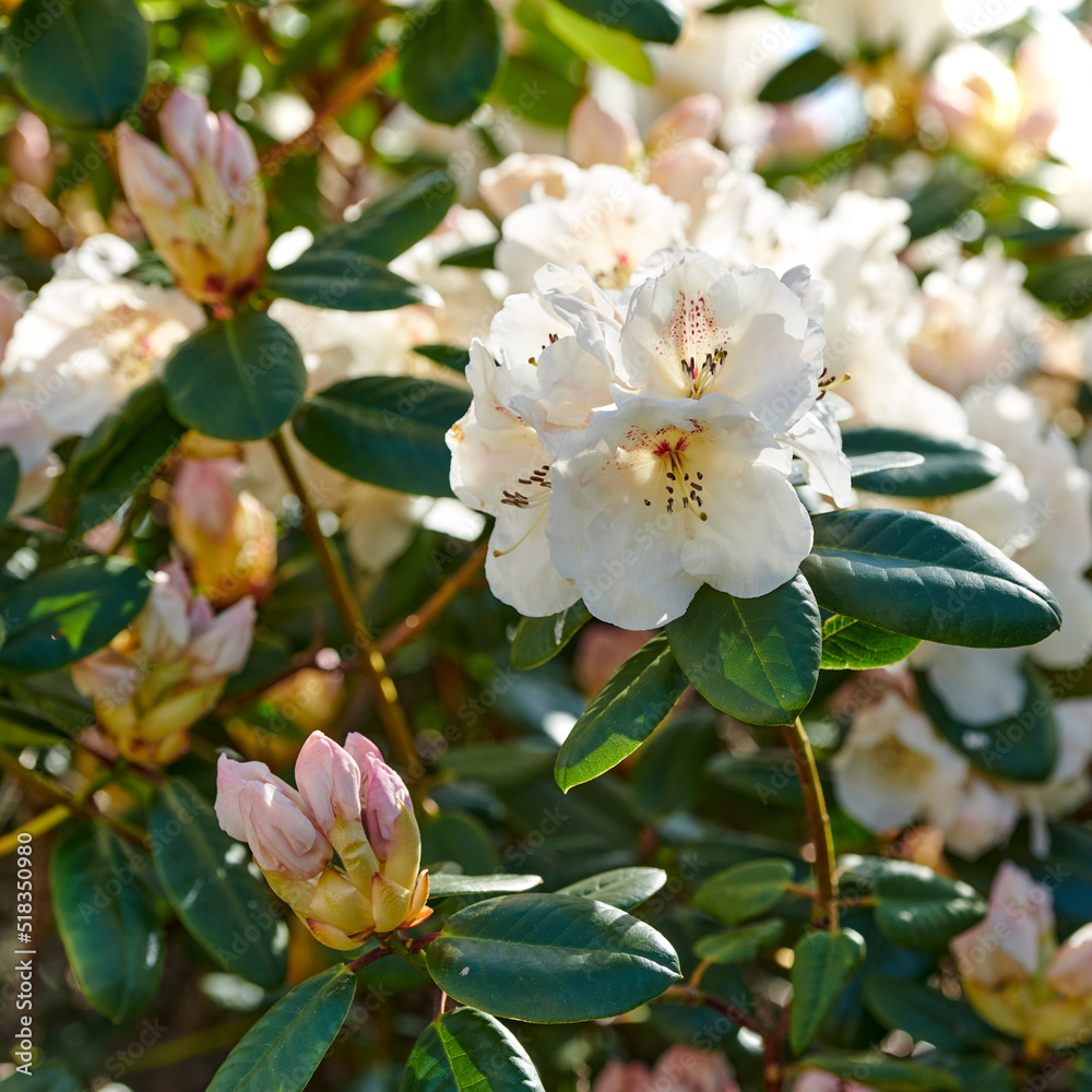 Fototapeta premium Great laurel, azaleas white blossoms growing between vibrant leaves on a tree in a botanical garden or nature. Group of delicate fresh spring flowering plants blooming and blossoming outdoors
