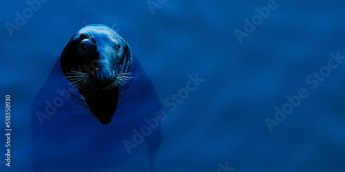 Print op canvas harbor seal, common seal, Phoca vitulina