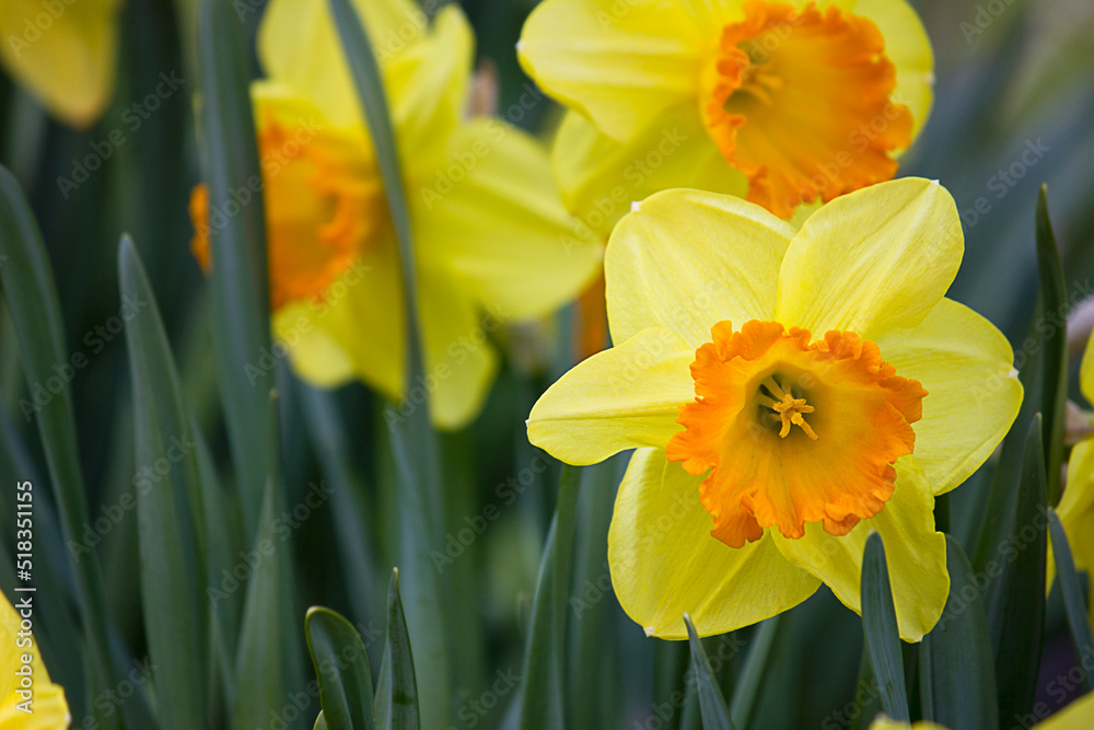yellow daffodils close-up blooming in spring on a flower bed yellow daffodils close-up blooming in spring on a flower bed
