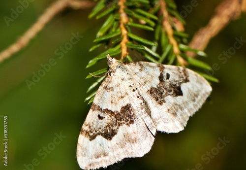 butterfly on a tree