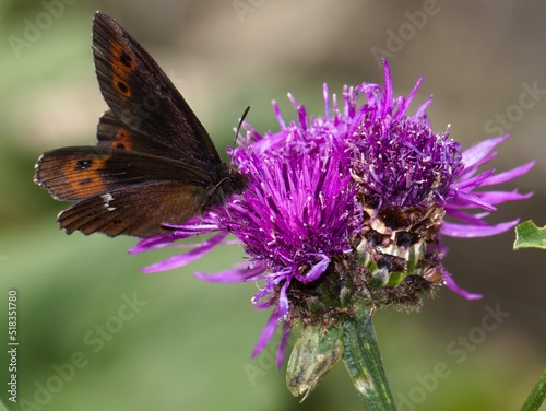 butterfly on flower
