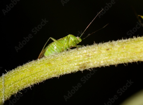 grasshopper on a leaf