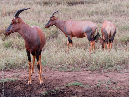 Topi: an african antelope