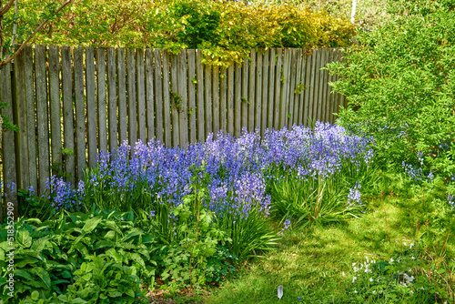 Colorful purple flowers growing in a garden along a wooden fence. Spanish bluebell or hyacinthoides hispanica foliage with vibrant petals blooming and blossoming in nature on a sunny day in spring photo