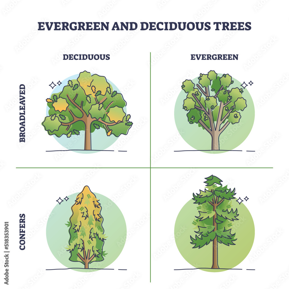 Evergreen trees vs deciduous plants with seasonal leaves outline