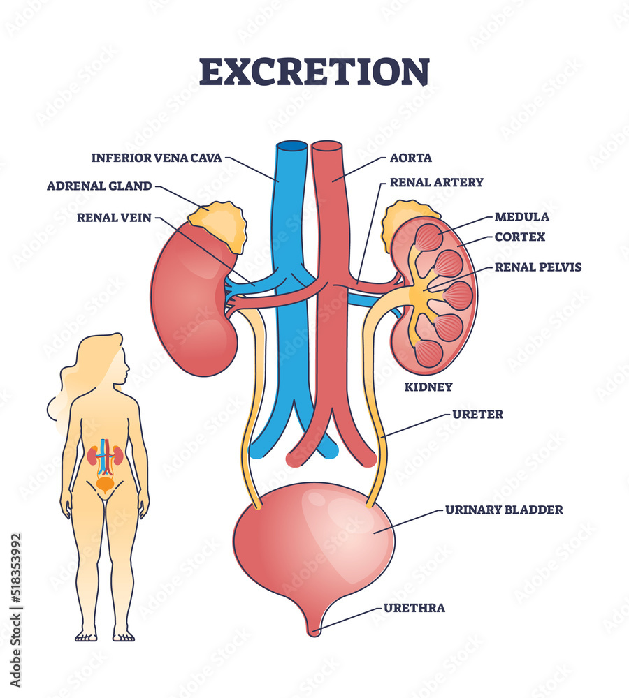 Urinary Process Poster Excretion process anatomy and biological urinary explanation ...