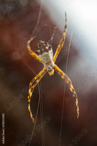 Photographie spider on a web