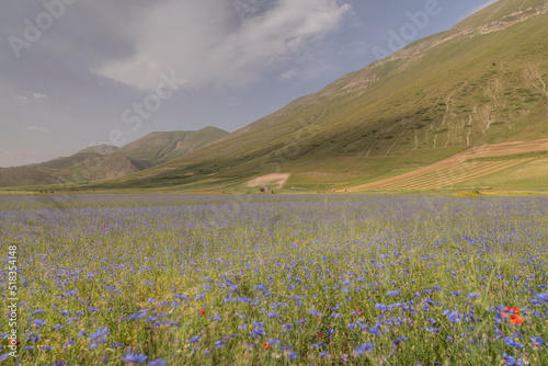 Castelluccio di Norcia flowering 2022 end of June, in the foreground the cornflowers on the large plain with clouds and blue sky over the Sibillini mountains.