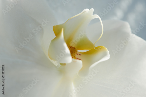 Foto Closeup of a white orchid or orchidaceae flower growing, blossoming and flowering while symbolising love and luxury