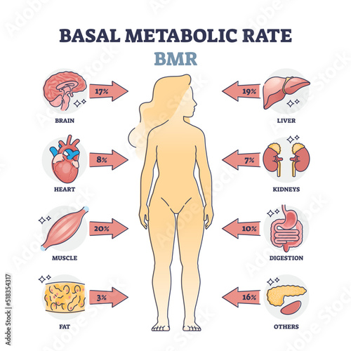 Basal metabolic rate or BMR percentage consumption by organs outline diagram. Labeled educational scheme with human body energy usage for everyday function vector illustration. Medical explanation. photo