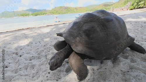 Footage of the Aldabra giant tortoise (Aldabrachelys gigantea) walking on the sandy beach on the Islands of the Aldabra Atoll, Seychelles photo