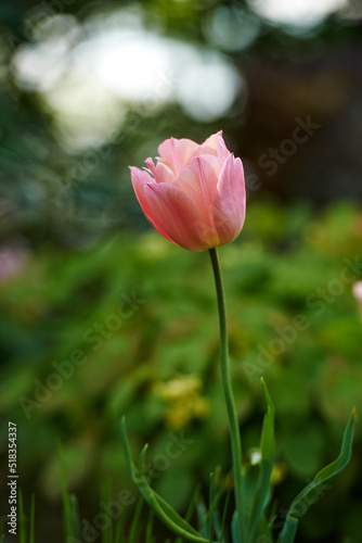 White and pink tulips growing in a lush garden at home. Pretty flora with vibrant petals and green stems blooming in the meadow in springtime. Closeup of a flower in a landscaped backyard