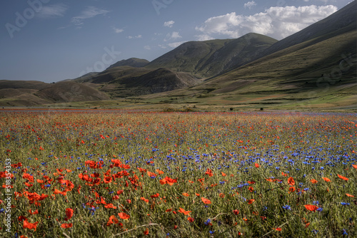 Castelluccio di Norcia flowering 2022 end of June, in the foreground the cornflowers on the large plain with clouds and blue sky over the Sibillini mountains.