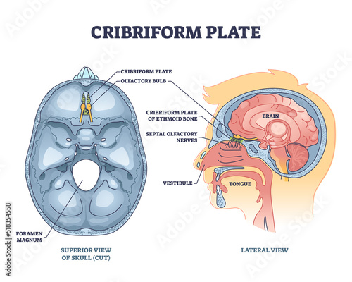 Cribriform plate of ethmoid bone location in head outline diagram. Labeled educational anatomical scheme with superior cut skull view and olfactory bulb nasal parts location vector illustration.