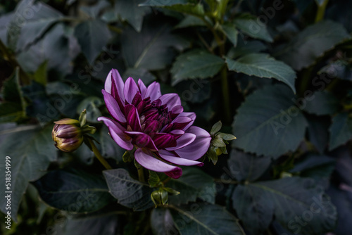 Two toned purple dahlia flower growing outdoors. Creme de Cassis dahlia plant..