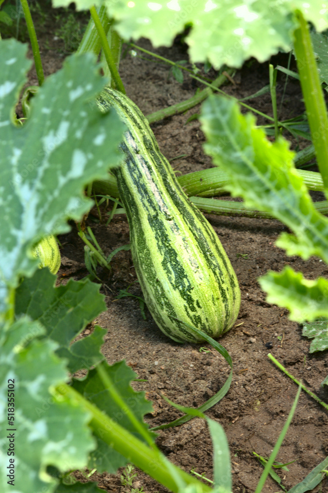 Obraz premium Cukinia